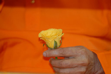 Sai_Rose